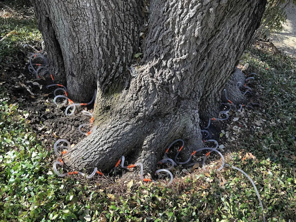 Detailed Tree Cabling and Bracing job site in Van Buren Point