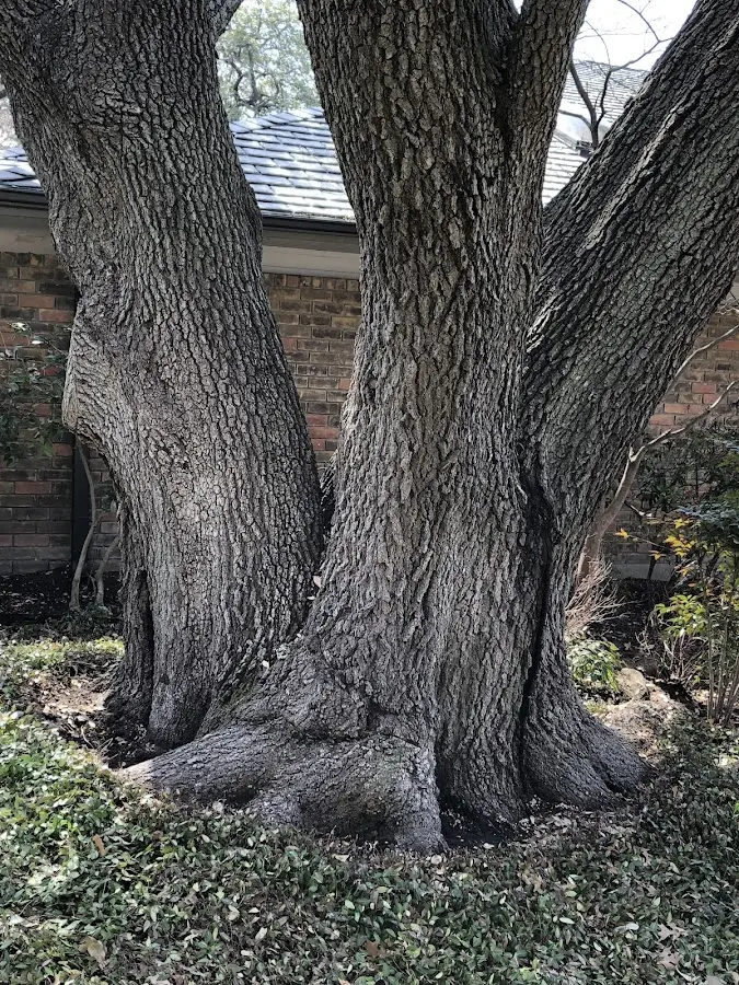 Mature heritage tree close to a Van Buren Point property cared for by certified arborists